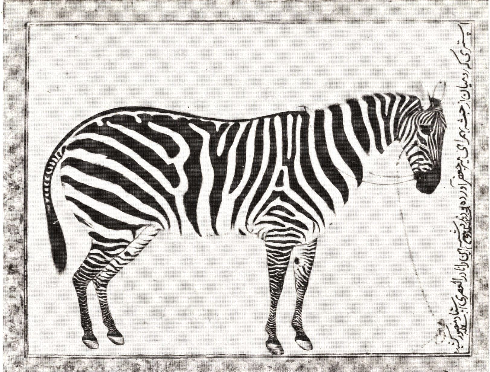 A zebra with black and white stripes is depicted, with text in Persian on the right side.